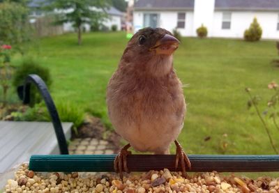 Close-up of bird perching outdoors