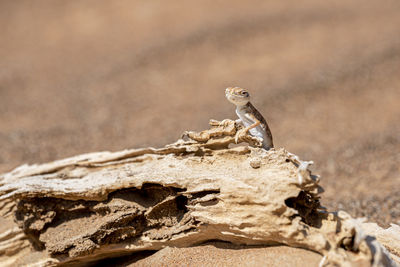 Arabian toad-headed agama in the desert, standing on a dead trunk, sharjah, united arab emirates