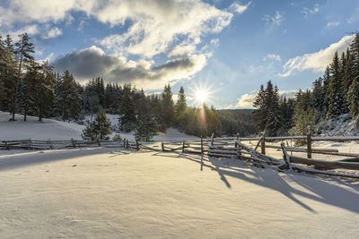 Trees on snow covered field against sky