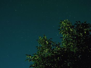 Low angle view of plants against sky at night