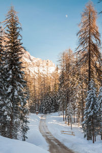 Bare trees on snow covered landscape