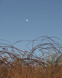 Low angle view of plants against clear sky