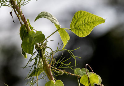 Close-up of green leaves on plant