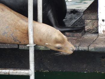 Seals resting on wooden plank