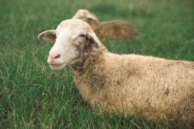 View of sheep on field