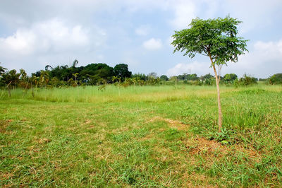 Trees on field against sky