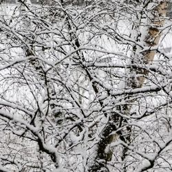 Full frame shot of bare tree