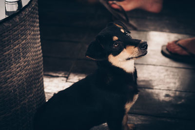 Dog looking up at cafe