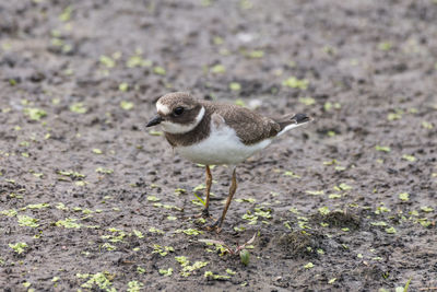 Close-up of bird perching on a field