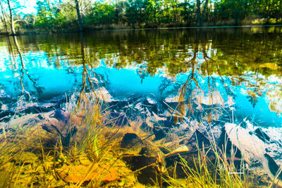 Reflection of trees in lake