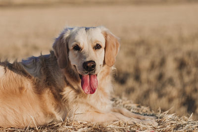 Portrait of dog relaxing on land