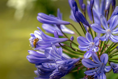 Close-up of purple flowering plants