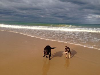 High angle view of dogs standing at beach against cloudy sky