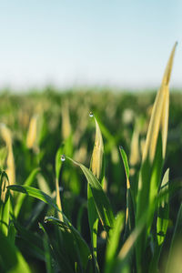 Close-up of crops growing on field against sky