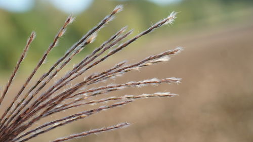 Close-up of plant