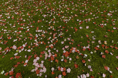 High angle view of flowering plants on field