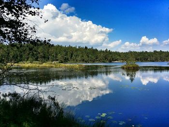 Reflection of trees in calm lake