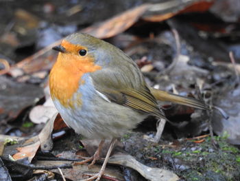 Close-up of bird perching outdoors