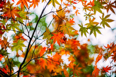 Low angle view of orange maple leaves on tree