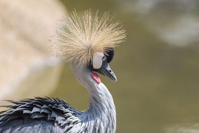 Close-up of a bird