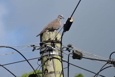 Grey partridge on pillar