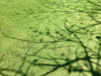 High angle view of grass on field