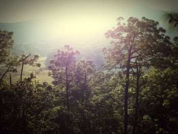 Low angle view of trees against sky during sunset