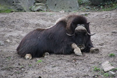 Animal grazing on field