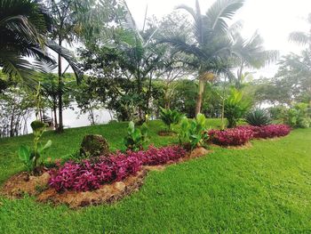 View of flowering plants in garden