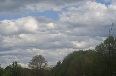 Low angle view of trees against cloudy sky