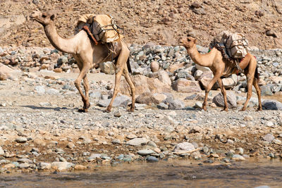 Camels in a desert