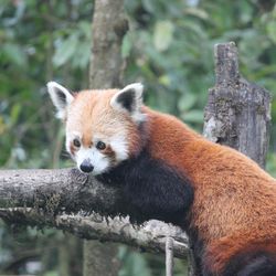 Red panda relaxing on wood