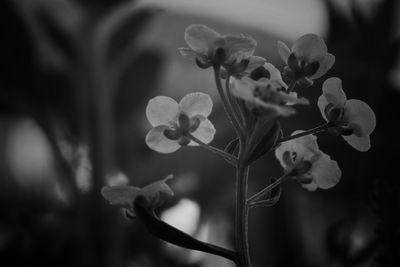 Close-up of flowering plant