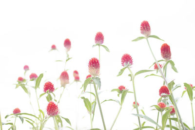 Close-up of pink flowering plant against white background