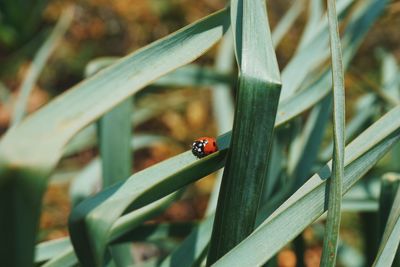 Sleeping ladybug