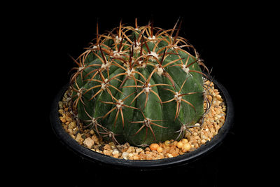 Close-up of cactus plant against black background
