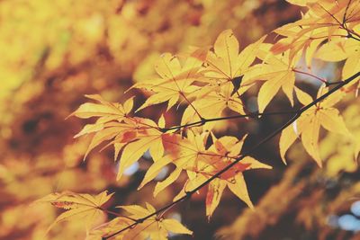 Close-up of autumnal leaves against blurred background