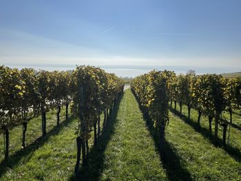 Panoramic view of trees on field against sky