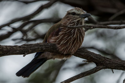Low angle view of bird perching on branch