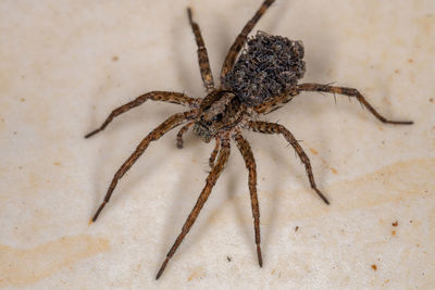 Close-up of spider