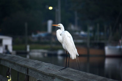 Bird perching on wooden post