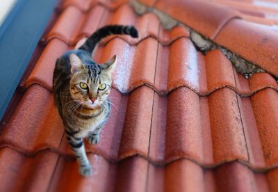 Close-up portrait of cat on roof