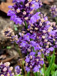 Close-up of purple flowering plants