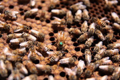 Full frame shot of wood