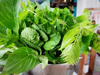 Close-up of fresh green leaves in potted plant