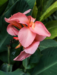 Close-up of pink flowering plant