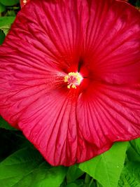 Close-up of red hibiscus blooming outdoors