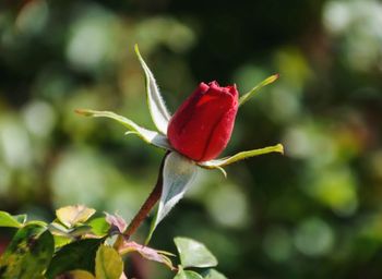 Close-up of red rose