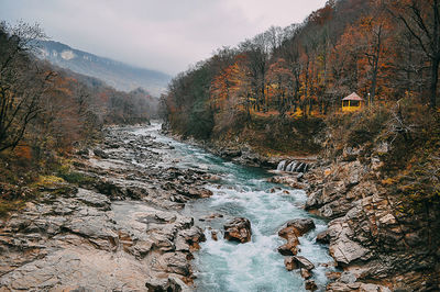 River flowing through forest