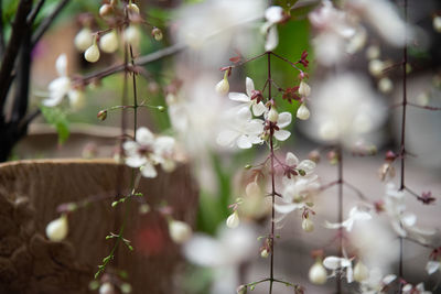 Close-up of flowering plant